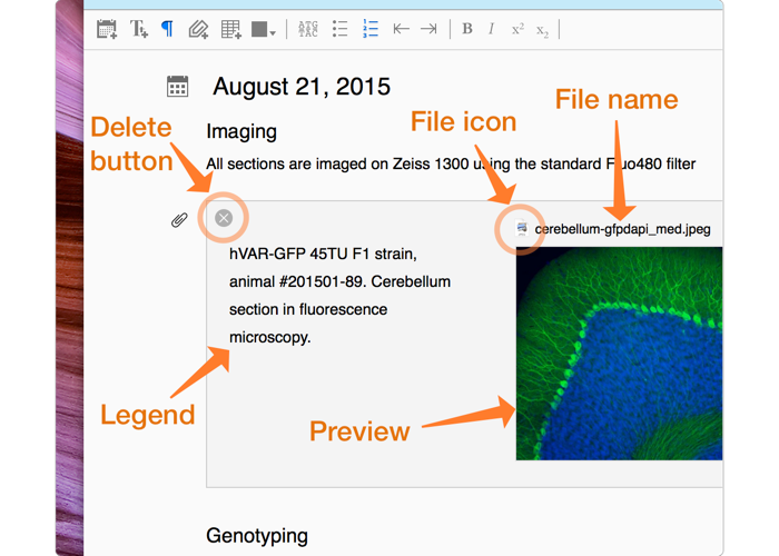 File attachment inside a document